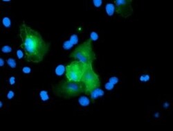 USP54 Antibody (OTI1G6), Novus Biologicals 0.1mL; Unlabeled:Antibodies,