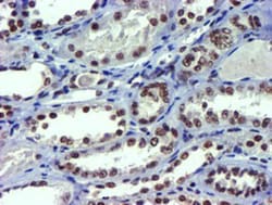 USP7 Antibody (OTI1F12), Novus Biologicals 0.1mL; Unlabeled:Antibodies,