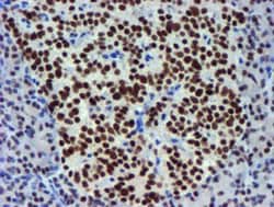 USP7 Antibody (OTI1F12), Novus Biologicals 0.1mL; Unlabeled:Antibodies,