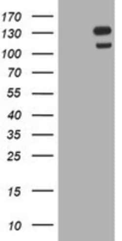 USP7 Antibody (OTI1F12), Novus Biologicals 0.1mL; Unlabeled:Antibodies,