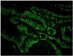 USP7 Antibody, Novus Biologicals 100 &mu;L | Buy Online | Novus Biologicals | Fisher Scientific
