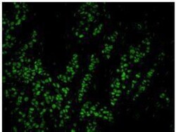 USP7 Antibody, Novus Biologicals 100 &mu;L | Buy Online | Novus Biologicals | Fisher Scientific