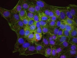 USP7 Antibody, Novus Biologicals 100 &mu;L | Buy Online | Novus Biologicals | Fisher Scientific