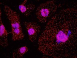 USP7 Antibody, Novus Biologicals 100 &mu;L | Buy Online | Novus Biologicals | Fisher Scientific