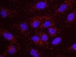 USP7 Antibody, Novus Biologicals 100 &mu;L | Buy Online | Novus Biologicals | Fisher Scientific