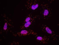 USP7 Antibody, Novus Biologicals 100 &mu;L | Buy Online | Novus Biologicals | Fisher Scientific
