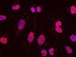 USP7 Antibody, Novus Biologicals 100 &mu;L | Buy Online | Novus Biologicals | Fisher Scientific