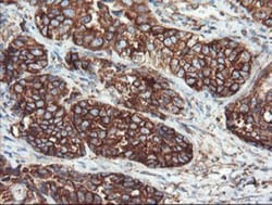 USP9x Antibody (OTI2G7), Novus Biologicals 0.1mL; Unlabeled:Antibodies,