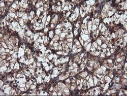 USP9x Antibody (OTI2G7), Novus Biologicals 0.1mL; Unlabeled:Antibodies,
