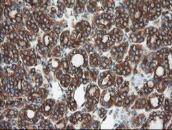 USP9x Antibody (OTI2G7), Novus Biologicals 0.1mL; Unlabeled:Antibodies,