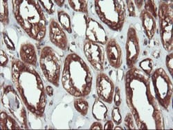 USP9x Antibody (OTI2G7), Novus Biologicals 0.1mL; Unlabeled:Antibodies,