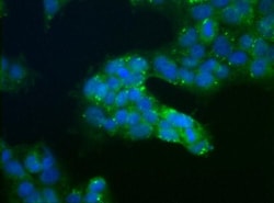 USP9x Antibody, Novus Biologicals:Antibodies:Primary Antibodies