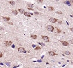 USP9x Antibody, Novus Biologicals:Antibodies:Primary Antibodies