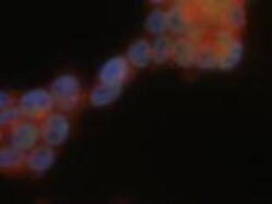 USP9x Antibody, Novus Biologicals:Antibodies:Primary Antibodies
