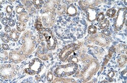 UST Antibody, Novus Biologicals 100&mu;L; Unlabeled:Antibodies, Polyclonal