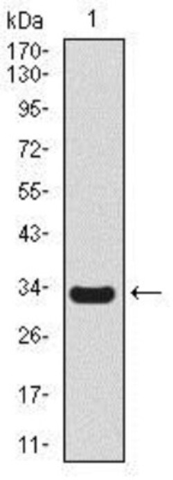 Uteroglobin/SCGB1A1 Antibody (3A8B8) - BSA Free, Novus Biologicals 0.1mL;