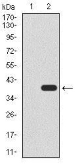 UTF1 Antibody (5B6) - BSA Free, Novus Biologicals 0.1mL; Unlabeled:Antibodies,