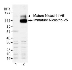 V5 Epitope Tag Antibody - BSA Free, Novus Biologicals 0.1mL; Unlabeled:Antibodies,