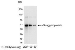 V5 Epitope Tag Antibody - BSA Free, Novus Biologicals 0.1mL; Unlabeled:Antibodies,