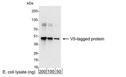 V5 Epitope Tag Antibody - BSA Free, Novus Biologicals 0.1mL; Unlabeled:Antibodies,