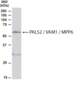 VAM1 Antibody, Novus Biologicals 0.1mg; Unlabeled:Antibodies, Polyclonal
