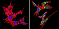 VAMP3/Cellubrevin Antibody, Novus Biologicals 0.1mg; Unlabeled:Antibodies,