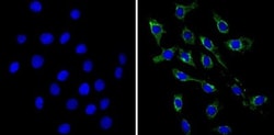 VAMP3/Cellubrevin Antibody, Novus Biologicals 0.1mg; Unlabeled:Antibodies,