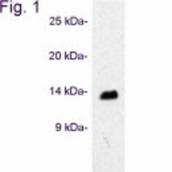VAMP3/Cellubrevin Antibody, Novus Biologicals 0.1mg; Unlabeled:Antibodies,