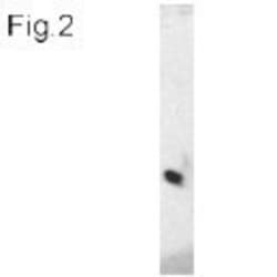 VAMP3/Cellubrevin Antibody, Novus Biologicals 0.1mg; Unlabeled:Antibodies,