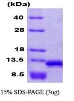 Novus Biologicals&trade;&nbsp;Recombinant Human VAMP-8 His Protein