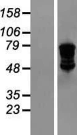 Novus Biologicals&trade;&nbsp;VASA Overexpression Lysate