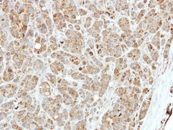 VASA Antibody, Novus Biologicals 0.1mL; Unlabeled:Antibodies, Polyclonal