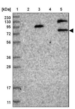 VASA Antibody, Novus Biologicals:Antibodies:Primary Antibodies