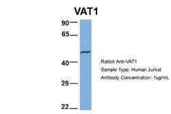 VAT1 Antibody, Novus Biologicals 0.05mg; Unlabeled:Antibodies, Polyclonal