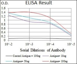 Vav-1 Antibody (2E11) - BSA Free, Novus Biologicals:Antibodies:Primary