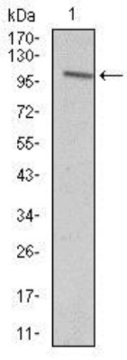 Vav-1 Antibody (2E11) - BSA Free, Novus Biologicals:Antibodies:Primary