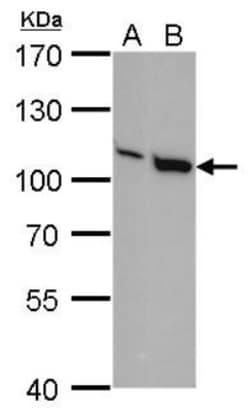 Vav-1 Antibody (557), Novus Biologicals 0.1 mL | Buy Online | Novus Biologicals | Fisher Scientific
