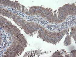VBP1 Antibody (OTI2E6), Novus Biologicals 0.1mL; Unlabeled:Antibodies,