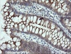 VBP1 Antibody (OTI2E6), Novus Biologicals 0.1mL; Unlabeled:Antibodies,