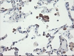 VBP1 Antibody (OTI2E6), Novus Biologicals 0.1mL; Unlabeled:Antibodies,