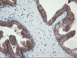 VBP1 Antibody (OTI2E6), Novus Biologicals 0.1mL; Unlabeled:Antibodies,