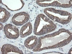 VBP1 Antibody (OTI2E6), Novus Biologicals 0.1mL; Unlabeled:Antibodies,