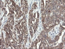 VBP1 Antibody (OTI2E6), Novus Biologicals 0.1mL; Unlabeled:Antibodies,