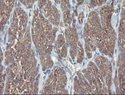 VBP1 Antibody (OTI2E6), Novus Biologicals 0.1mL; Unlabeled:Antibodies,