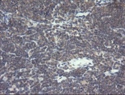 VBP1 Antibody (OTI2E6), Novus Biologicals 0.1mL; Unlabeled:Antibodies,