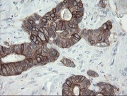 VBP1 Antibody (OTI2E6), Novus Biologicals 0.1mL; Unlabeled:Antibodies,