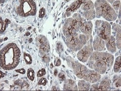 VBP1 Antibody (OTI2E6), Novus Biologicals 0.1mL; Unlabeled:Antibodies,