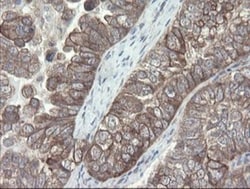 VBP1 Antibody (OTI2E6), Novus Biologicals 0.1mL; Unlabeled:Antibodies,