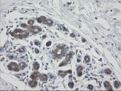 VBP1 Antibody (OTI2E6), Novus Biologicals 0.1mL; Unlabeled:Antibodies,