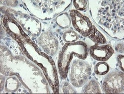 VBP1 Antibody (OTI2E6), Novus Biologicals 0.1mL; Unlabeled:Antibodies,